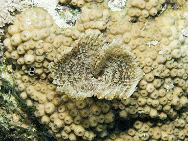 Sabellastarte indica